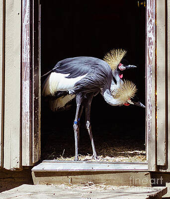 Wild Photograph - The Exterminators by Mary Lou Chmura
