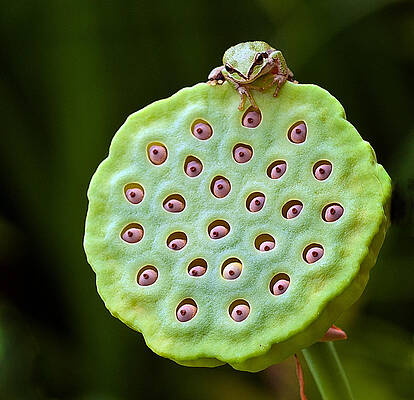 Wild Wall Art featuring the photograph The Eyes Have It by Jean Noren