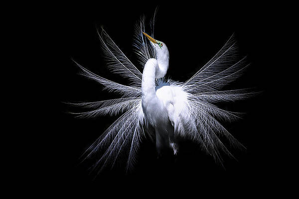 Wall Art featuring the photograph The Fan by Ghostwinds Photography