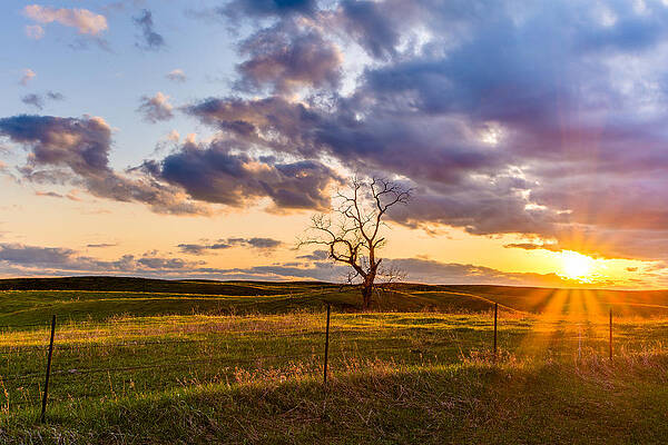 Lone Tree at Sunset Wall Art