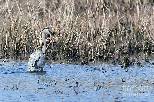 Wild Photograph - The Great Catch by Mary Lou Chmura