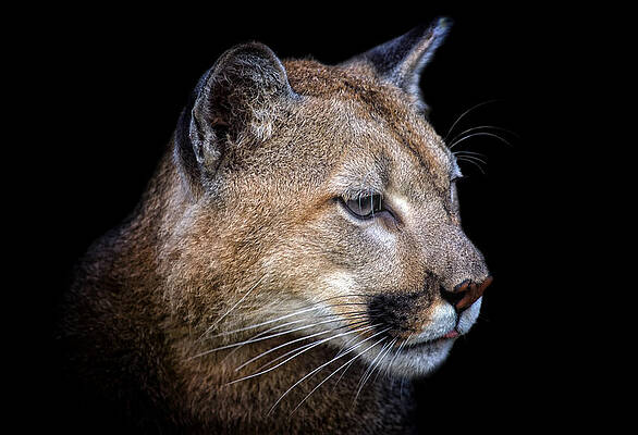 Wall Art featuring the photograph The Hunter by Ghostwinds Photography