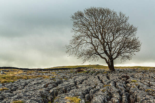 Country Wall Art featuring the photograph The Lonely Tree by Sue Leonard