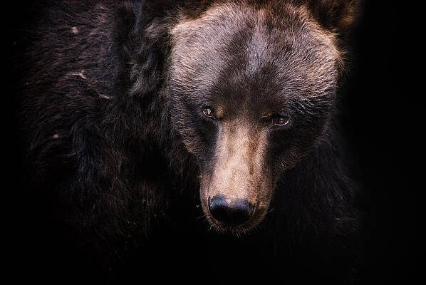 Wall Art featuring the photograph The Look by Ghostwinds Photography