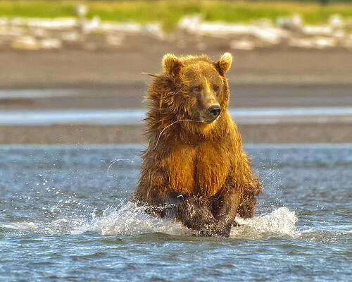 Bear Wall Art featuring the photograph The Lookout by Ghostwinds Photography