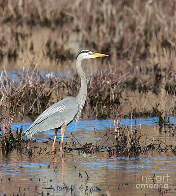 Wild Photograph - The Mighty Majestic by Mary Lou Chmura