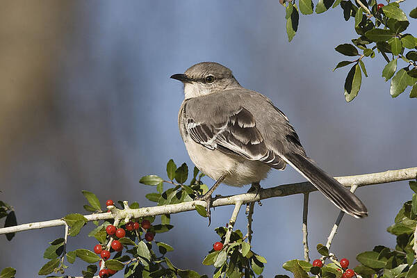 Photograph - The Night Singer by Jim E Johnson