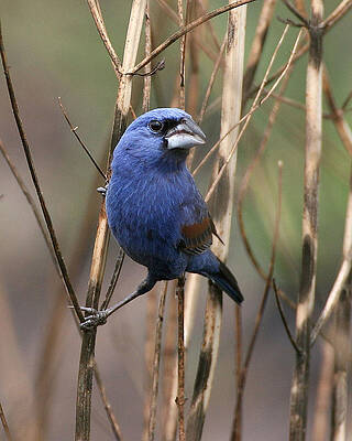 Photograph - The Other Bluebird by Jim E Johnson