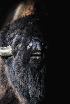 Wall Art featuring the photograph The Other Half by Ghostwinds Photography