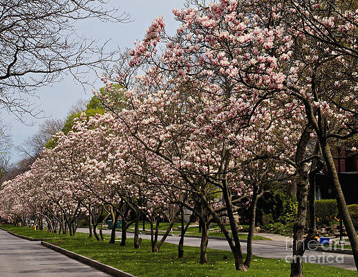Spring Wall Art featuring the photograph The Oxford St Magnolias by William Norton