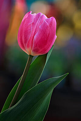 Flower Photograph - The Perfect Tulip by Mary Jo Allen