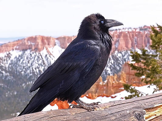 Majestic Raven in Mountain Landscape Wall Art