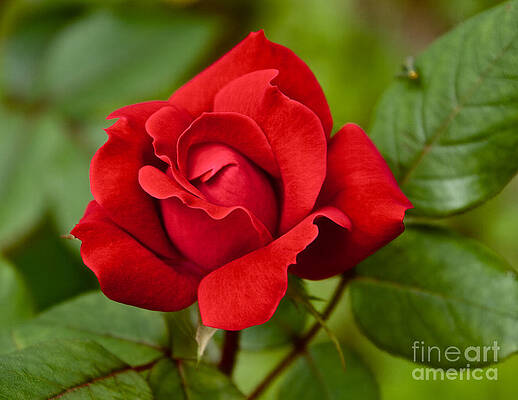 Spring Wall Art featuring the photograph The Rose by William Norton