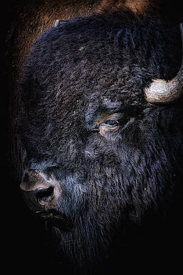 Wall Art featuring the photograph The Shag by Ghostwinds Photography