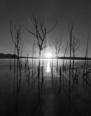 Wilderness Wall Art featuring the photograph The Star Arrives by Raymond Salani III