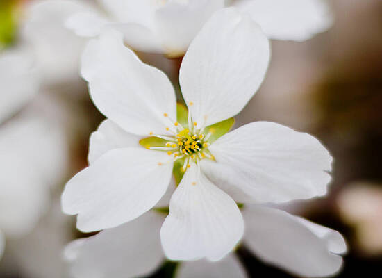 Nature Wall Art featuring the photograph The White Flower by Jonny D