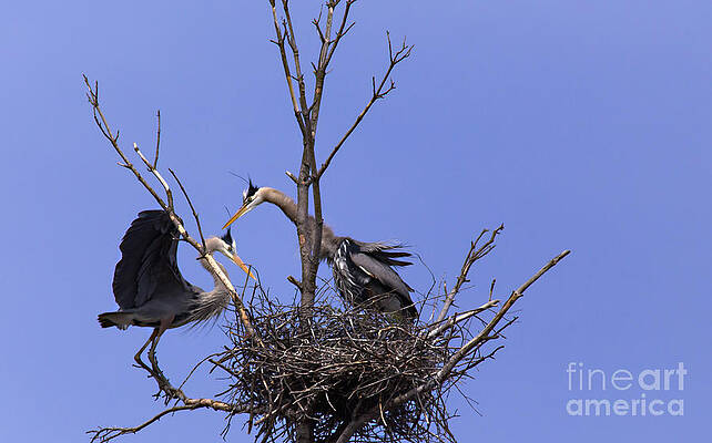 Wild Photograph - There's No Place Like Home by Mary Lou Chmura