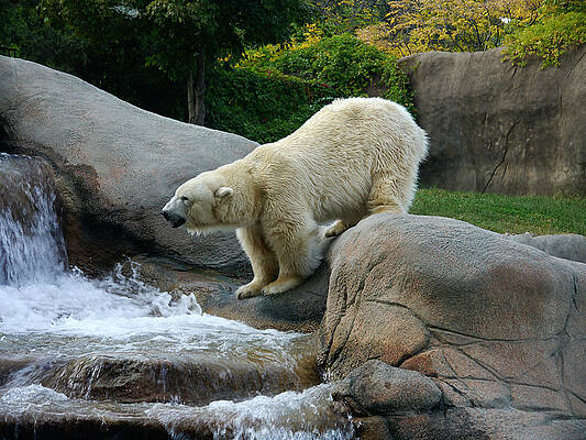 White Photograph - Thirsty Polar Bear by Richard Reeve