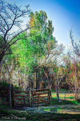 Wall Art featuring the photograph This Old Gate by Carla E
