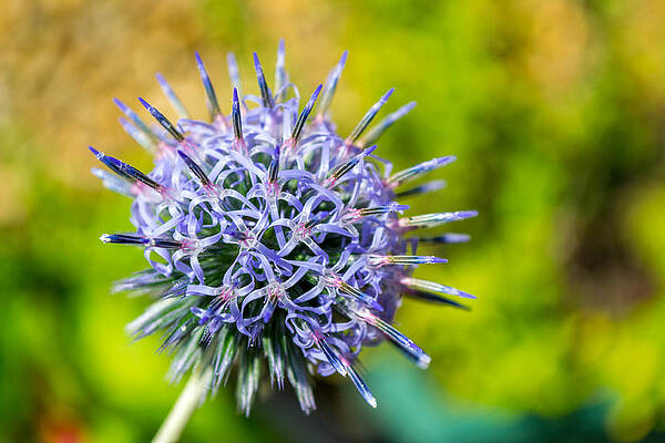 Thistle in bloom by Andrew Lalchan