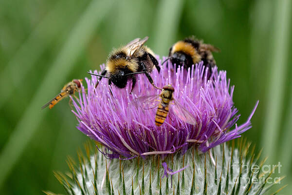 Photograph - Thistle Wars by Scott Lyons