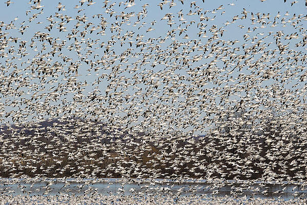 Wall Art featuring the photograph Thousands Of Snow Geese by Crystal Wightman