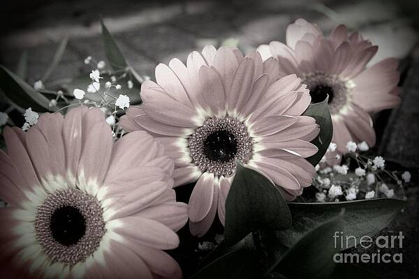 Wild Photograph - Three Amigos by Mary Lou Chmura