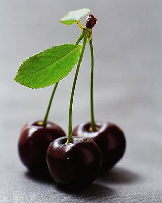 Trio of Fresh Cherries Photograph