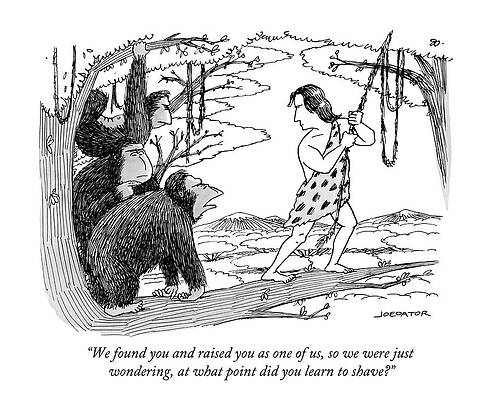 Monkey Drawing - Three Gorillas Talk To Tarzan by Joe Dator