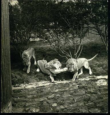 Playful Lions in the Park Photograph
