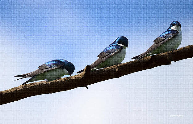 Color Photograph - Three Tree Swallows by Crystal Wightman