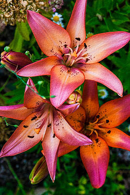 Summer Painting - Three Pink Lilies by Omaste Witkowski