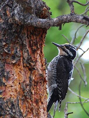 Rocky Mountain National Park Photograph - Three-toed Woodpecker by Cascade Colors