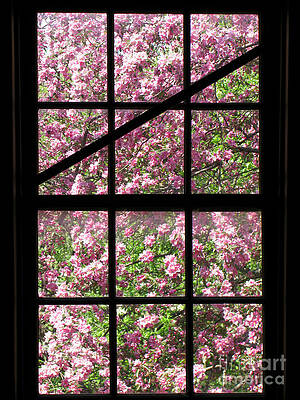 Cherry Blossoms Through the Window Photograph