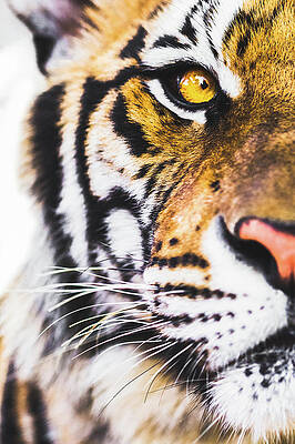 Wall Art featuring the photograph Tiger by Deimagine