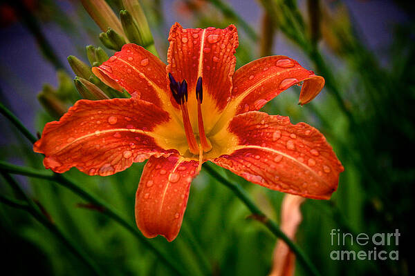 Spring Wall Art featuring the photograph Tiger Lily by William Norton