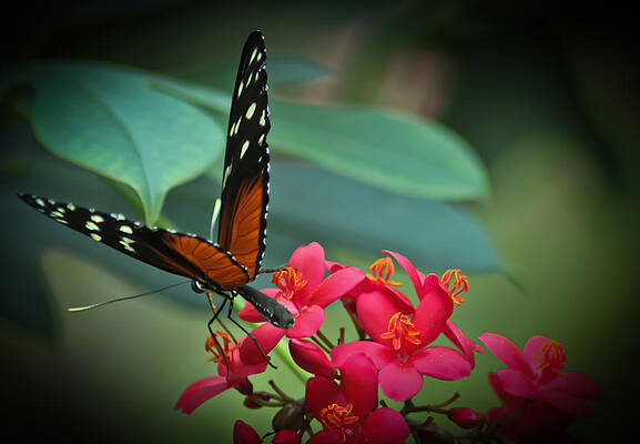 Wall Art featuring the photograph Tiger Longwing Butterfly by Joann Copeland-Paul