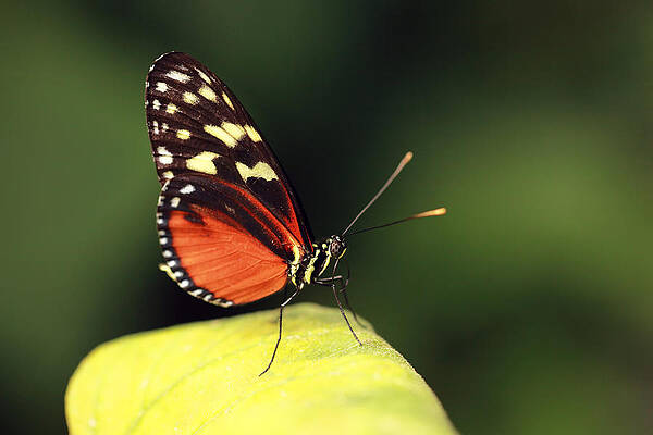 Minimalist Wall Art featuring the photograph Tiger Longwing by Grant Glendinning