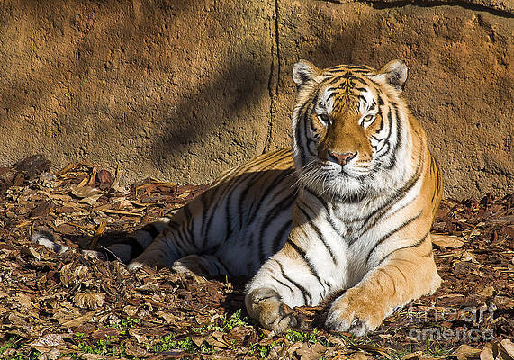 Wildlife Photograph - Tiger by Steven Ralser