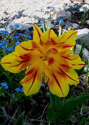Spring Painting - Tiger Tulip by Omaste Witkowski