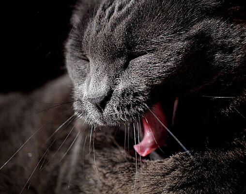 Wall Art featuring the photograph Time For A Nap by Rona Black