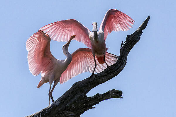 Bird Wall Art featuring the photograph Time To Fly by Ghostwinds Photography