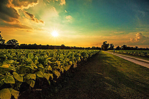 Tobacco Photos for Sale