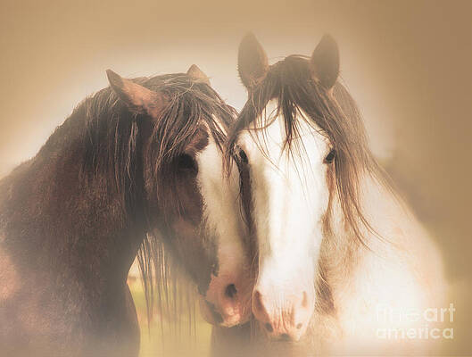 Peaceful Wall Art featuring the photograph Together by Kype Hills