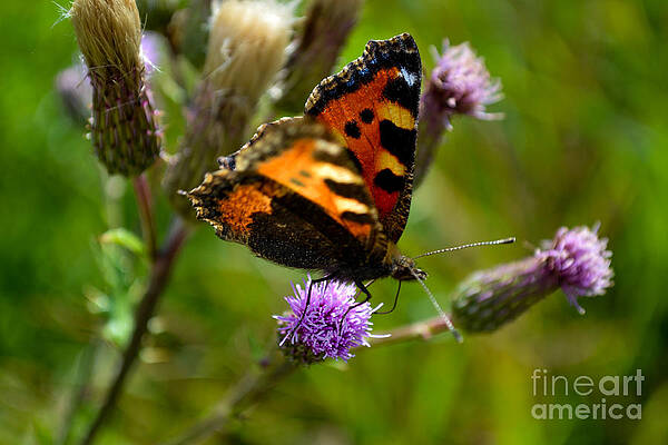 Photograph - Tortoise Shell Butterfly by Scott Lyons