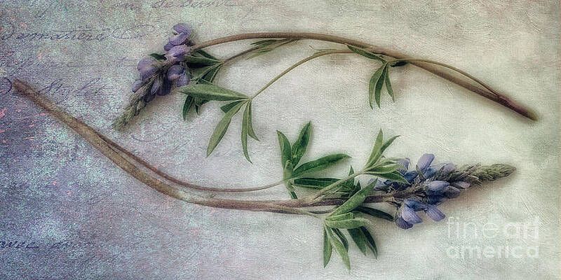 Elegant Lupines on Textured Background Wall Art