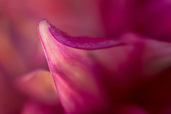 Bloom Wall Art featuring the photograph Translucent by Mary Jo Allen