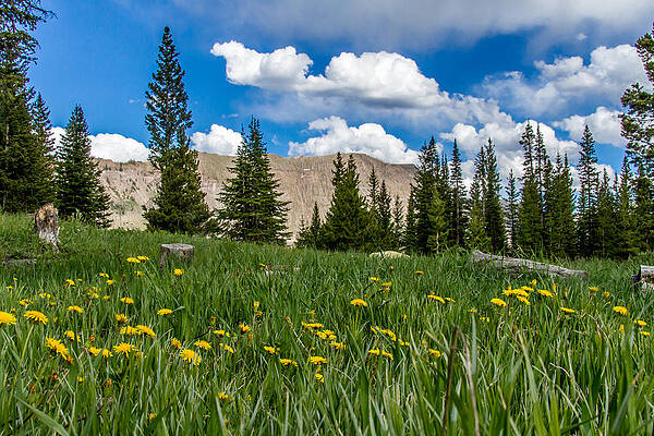 Nature Photograph - Trappers Lake Meadow by Jeff Stoddart