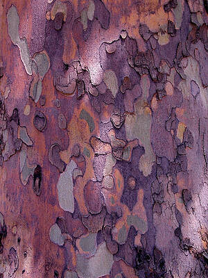 Colorful Tree Bark Close-up Wall Art