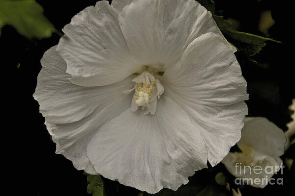 Summer Photograph - Tree Flower by William Norton